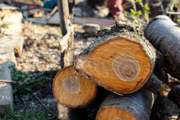 Best Tree Removal  in Pleasureville, PA
